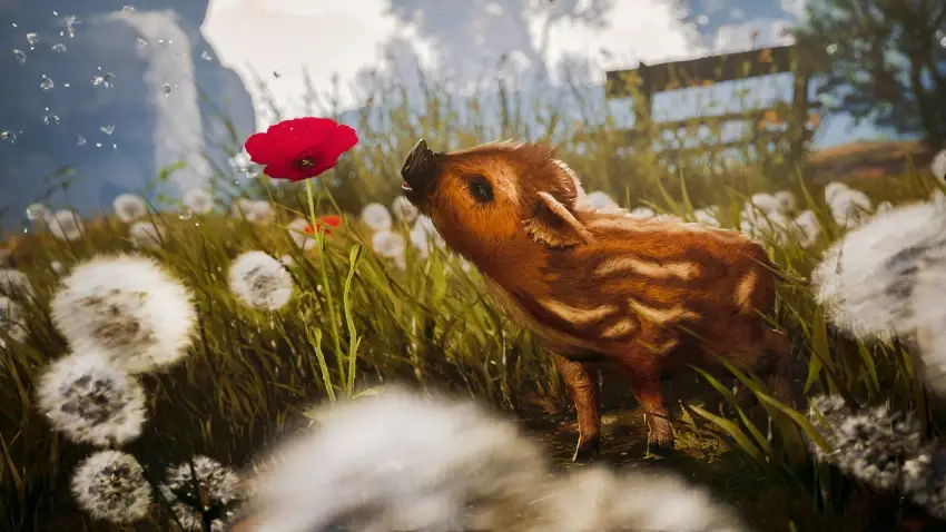 Adorable Adventures